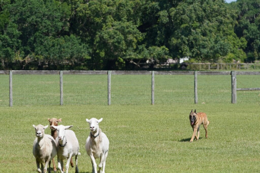 2025 ABMC National Specialty May 3 10, 2025 at Purina Farms in Gray Summit, MO