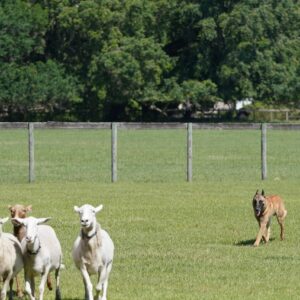 Herding